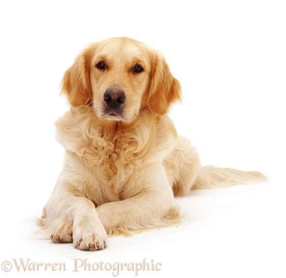 Golden Retriever dog, Barney, with crossed paws, white background