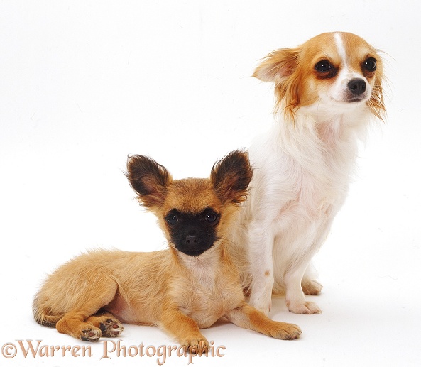 Long-coated tricolour Chihuahua bitch Dior, 1 year old, with short-coated pup, white background