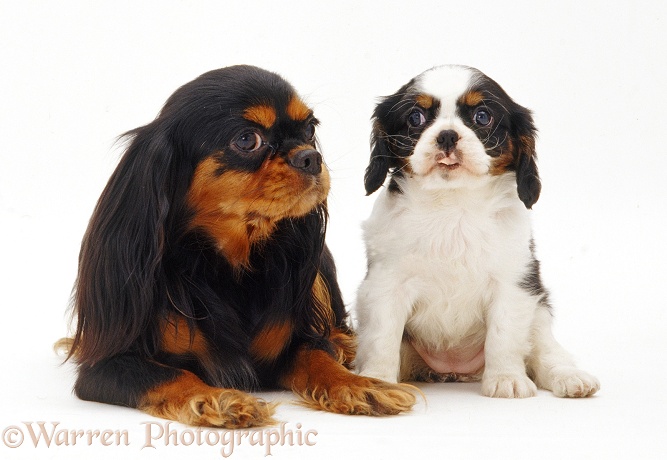 Black-and-tan Cavalier King Charles Spaniel and pup, white background