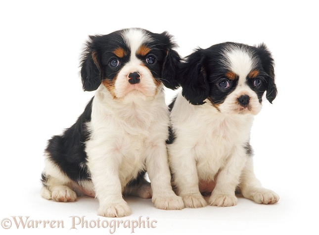 Tricolour Cavalier King Charles Spaniel pups, 6 weeks old, white background