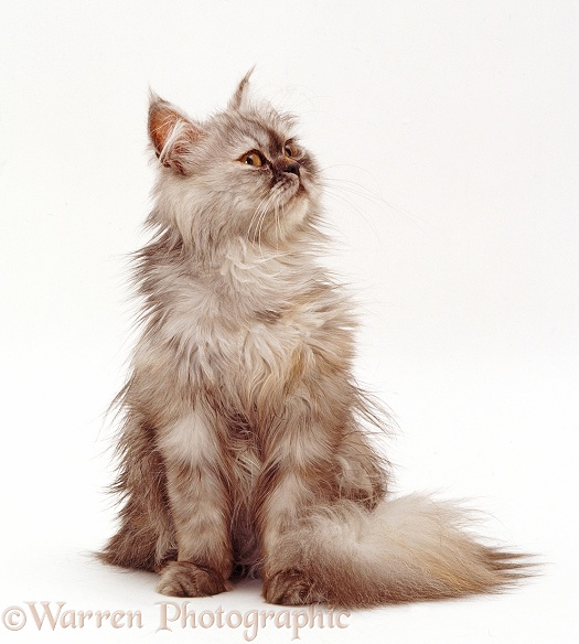 Young Persian cat, sitting, white background