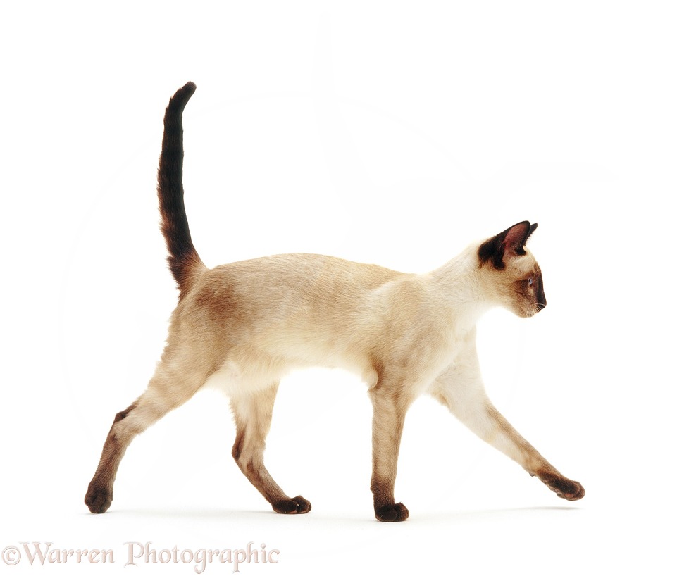 Siamese-cross cat, walking across, white background