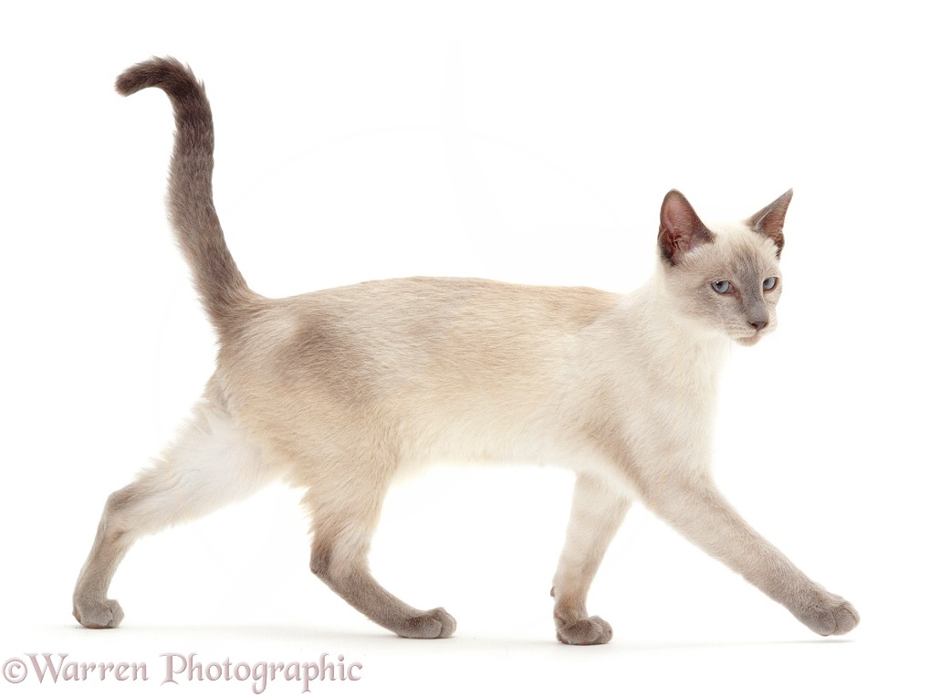 Blue-point Siamese cat, walking across, white background