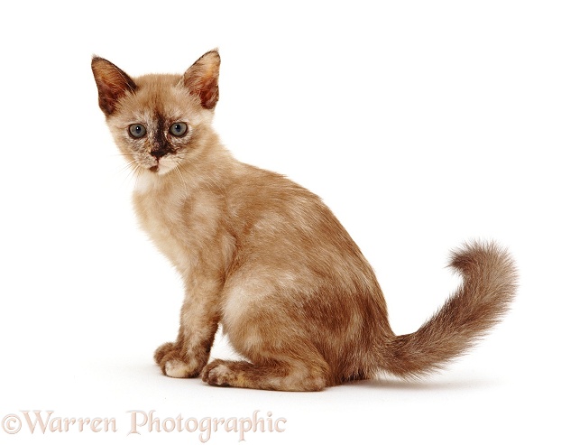 Burmese-cross kitten, 9 weeks old, white background