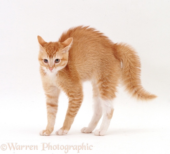 Ginger Burmese-cross cat in frightened display, white background