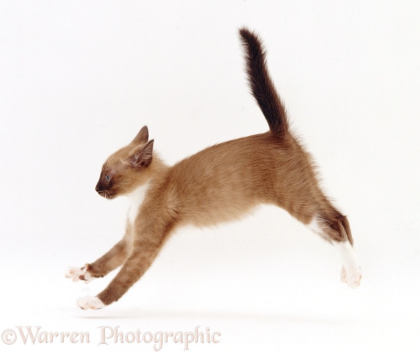 Burmese-cross kitten, 12 weeks old, playfully running across, white background