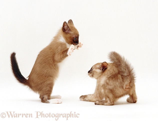 Kittens play-fighting, white background
