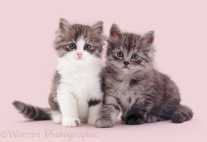 Smoke and smoke-and-white kittens, 7 weeks old, white background