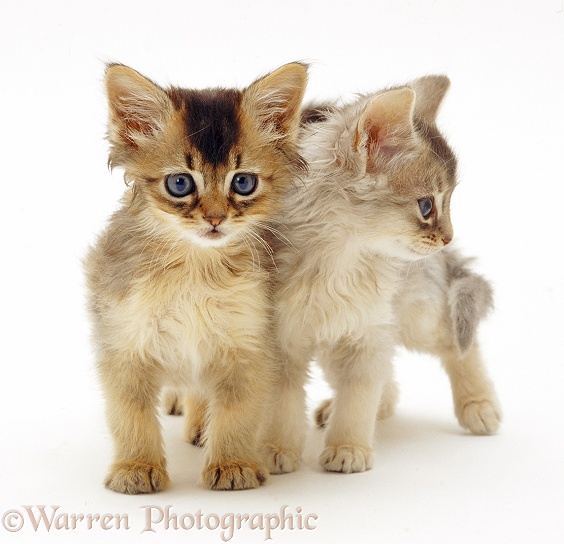 Blue and Usual Somali kittens, 7 weeks old, white background