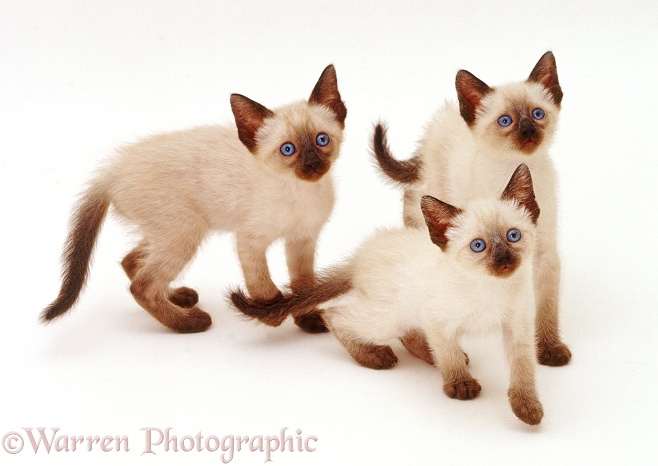 Three Siamese kittens looking up, white background