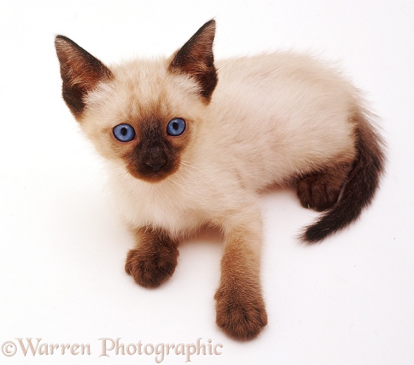 Siamese kitten lying down and looking up, white background