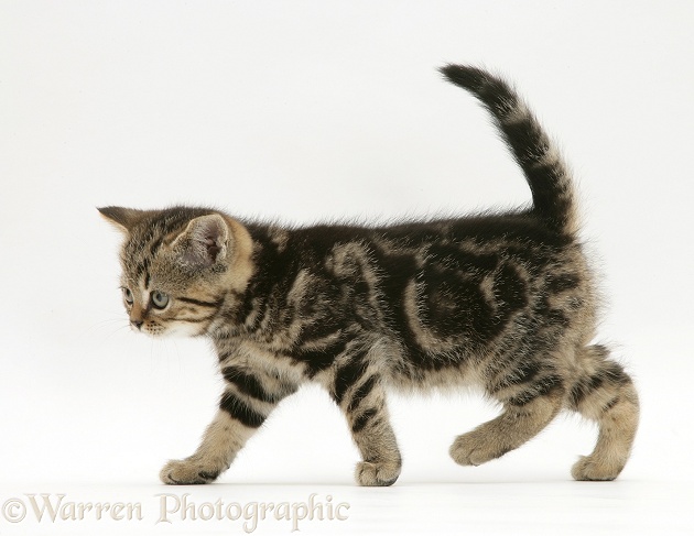 Tabby kitten walking across, white background