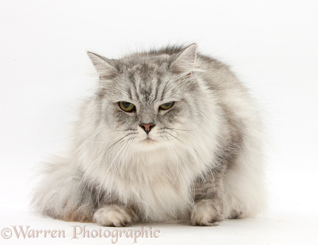 Chinchilla Persian cat, Horace, looking grumpy, white background