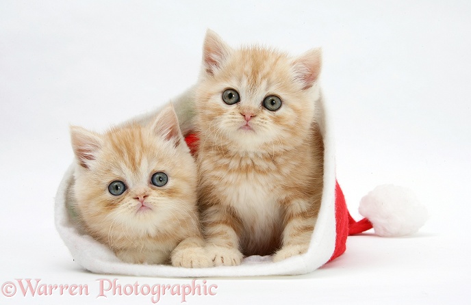 Ginger kittens in a Father Christmas hat, white background