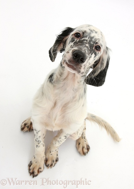 Blue Belton English Setter pup, Belle, 16 weeks old, sitting and looking up, white background
