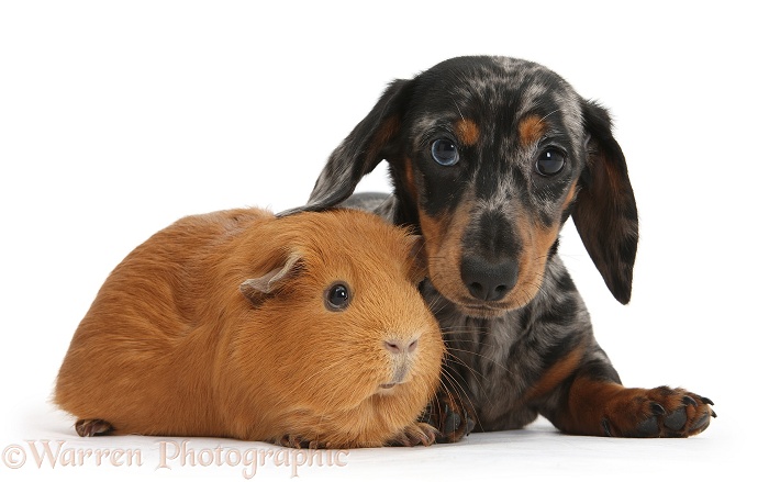Tricolour merle Dachshund pup and red Guinea pig, white background