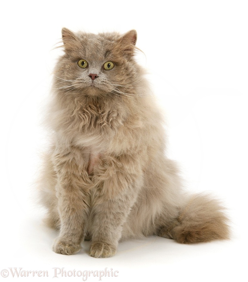 Lilac longhair cat, white background