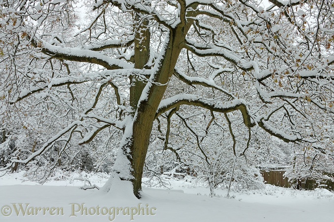 Early Snow on Oak (Quercus robur) tree.  Surrey, England