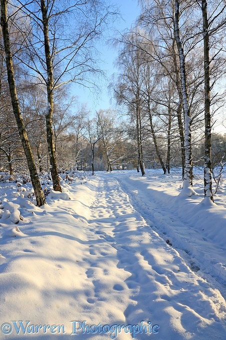 Early Snow on country track and Silver Birch (Betula pendula) trees.  Surrey, England