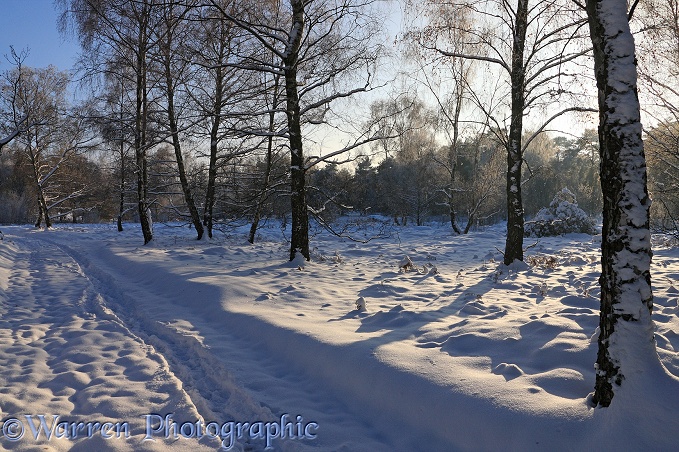 Early Snow on country track and Silver Birch (Betula pendula) trees.  Surrey, England