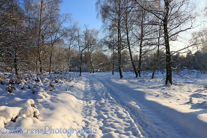 Early Snow on country track and Silver Birch (Betula pendula) trees.  Surrey, England