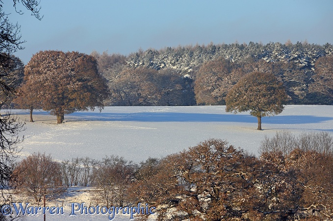 Early Snow on fields and trees.  Surrey, England