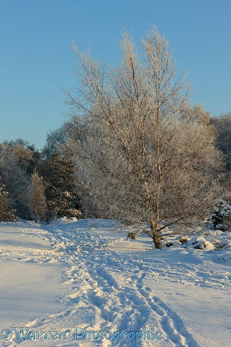 Rime-covered Silver Birch (Betula pendula) tree and snow.  Surrey, England