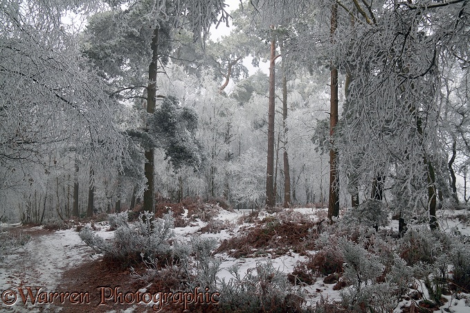 Rime-covered trees.  Surrey, England