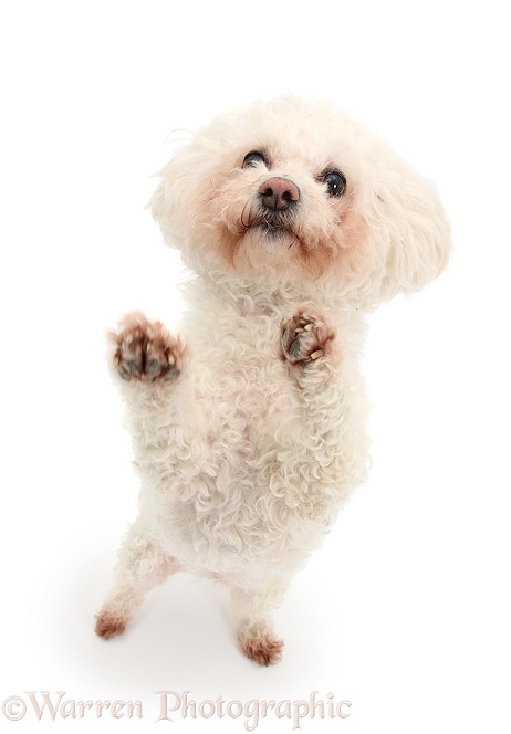Bichon Frise bitch, Poppy, standing up and begging, white background