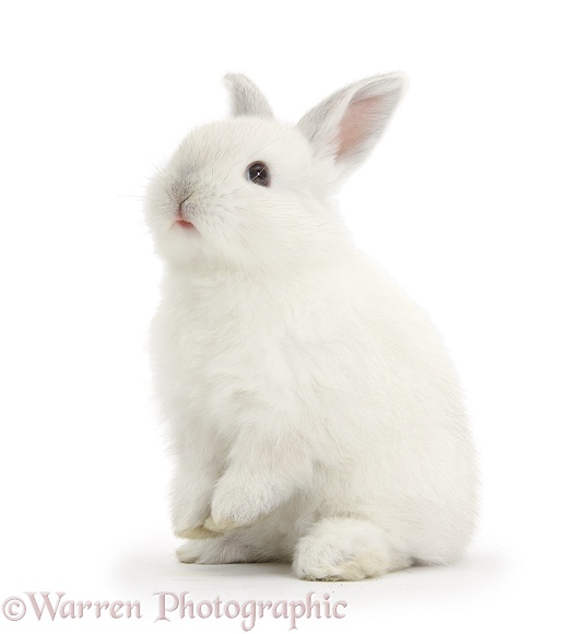 Young white rabbit sitting up on its haunches, white background