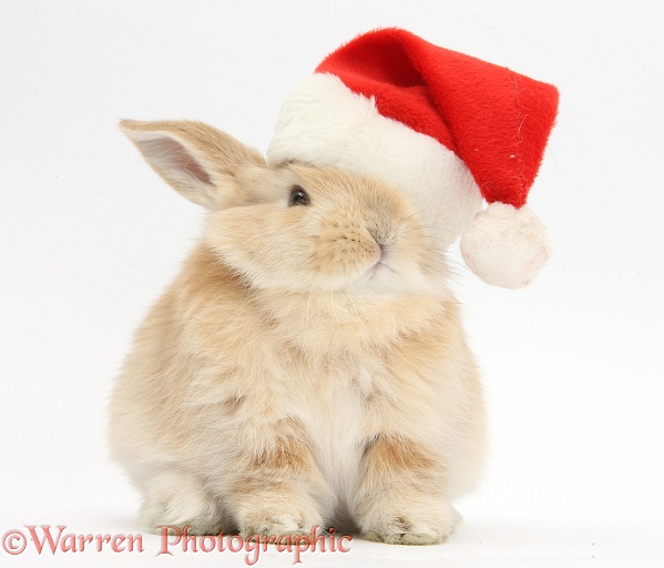 Young Sandy rabbit wearing a Father Christmas hat, white background