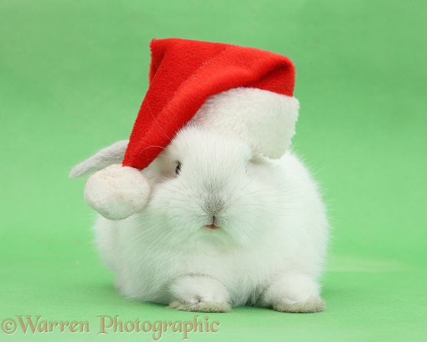 Young white rabbit wearing a Father Christmas hat, on green background