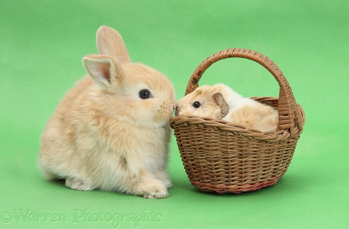Young rabbit with baby Guinea pig in a wicker basket on green background