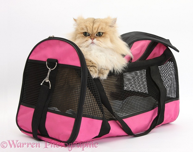 Golden Chinchilla Persian female cat, Jazzy, 6 years old, in a cat carrying bag, white background