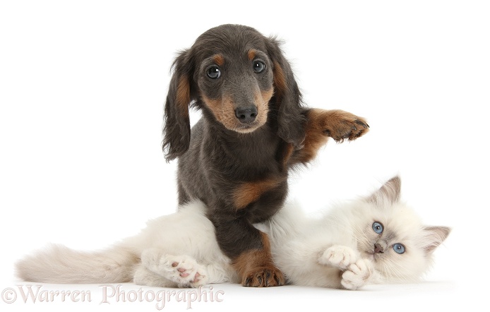 Blue-point kitten and blue-and-tan Dachshund pup, Baloo, 15 weeks old, white background