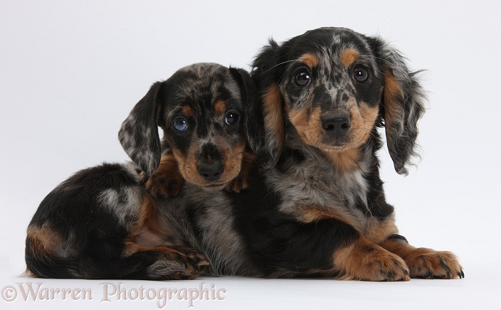 Two tricolour merle Dachshund pups, white background