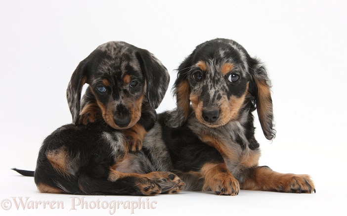 Two tricolour merle Dachshund pups, white background