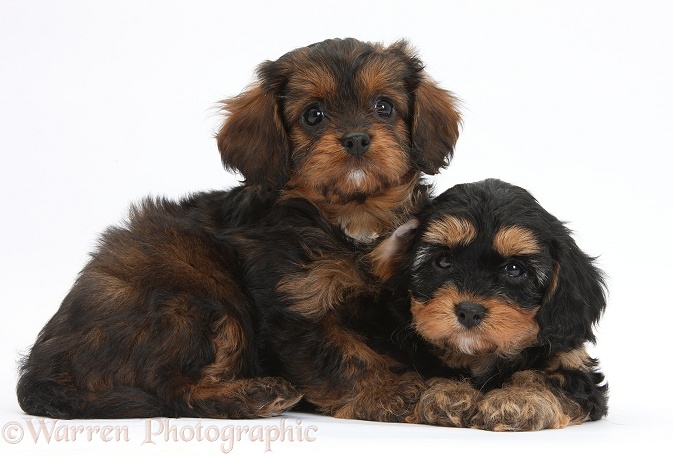 Black-and-tan Cavapoo pups, white background