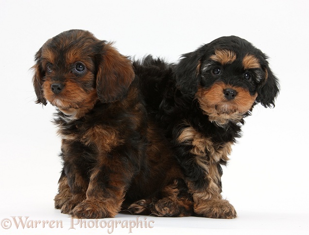 Black-and-tan Cavapoo pups, white background