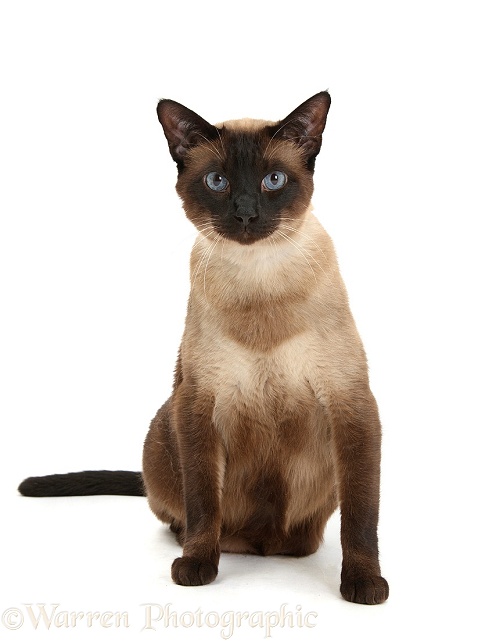 Seal point Siamese-cross cat, Chico, sitting, white background