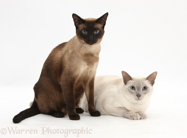 Seal point Siamese-cross cat, Chico, and Blue point Siamese-cross cat, Isaac, white background