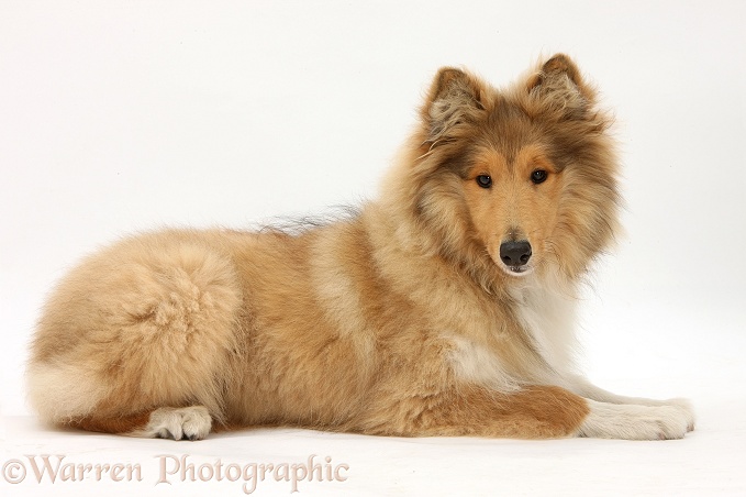 Rough Collie, Laddie, 5 months old, lying with head up, white background
