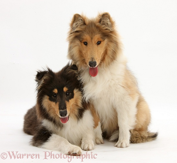 Rough Collies, Laddie and Flynn, both 5 months old, white background