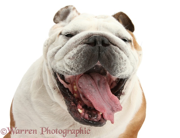 Bulldog, yawning, white background