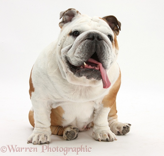 Bulldog sitting, with tongue lolling, white background