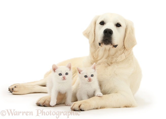 Golden Retriever, Daisy, 9 months old, with two cream kittens, white background