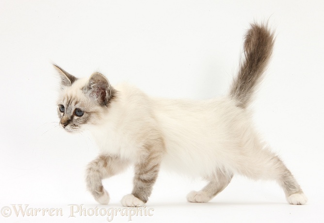 Tabby-point Birman kitten walking across, white background