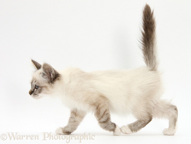 Tabby-point Birman kitten walking across, white background