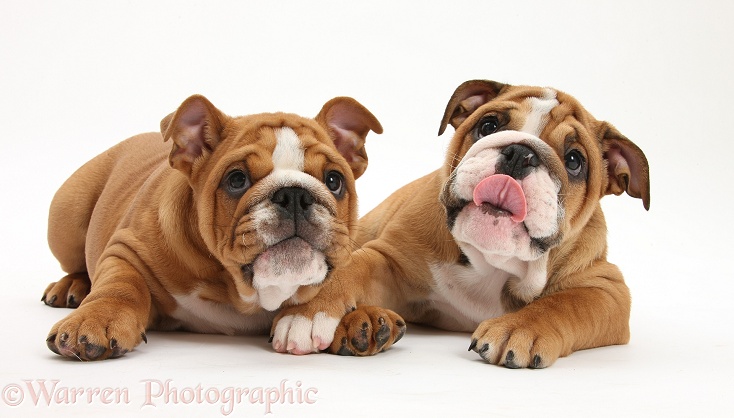 Bulldog pups, 11 weeks old, lying with heads up, white background