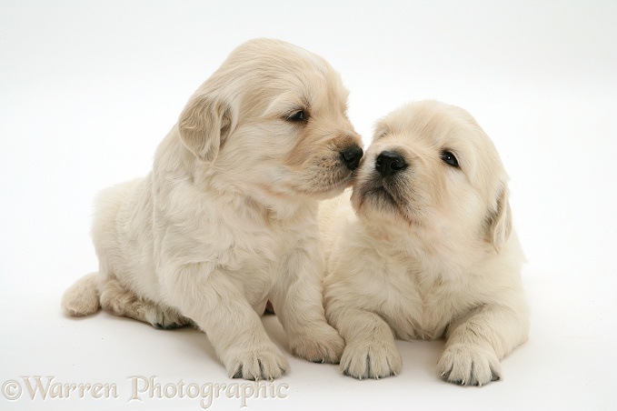 Cute Golden Retriever pups, white background